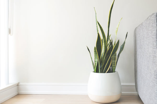 The 5 Best Air Purifiers Money Can Buy
